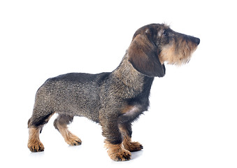 Image showing puppy Wire haired dachshund