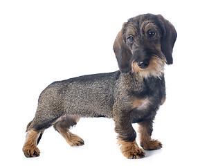 Image showing puppy Wire haired dachshund