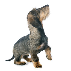 Image showing puppy Wire haired dachshund