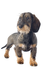 Image showing puppy Wire haired dachshund