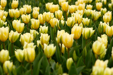 Image showing tulips beauty