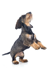 Image showing puppy Wire haired dachshund