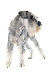 Image showing standard schnauzer