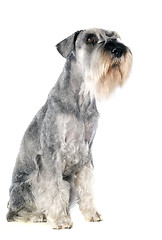 Image showing standard schnauzer