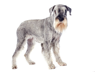 Image showing standard schnauzer