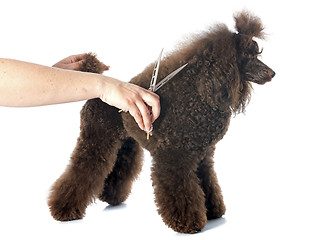 Image showing poodle and scissors