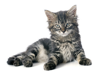 Image showing gray kitten