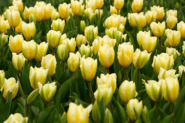 Image showing tulips beauty