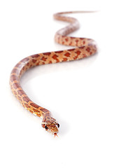 Image showing corn snake