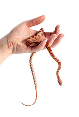 Image showing corn snake in hand