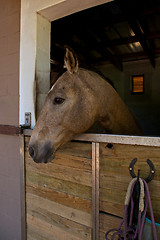 Image showing Horse, stable