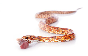 Image showing eating corn snake