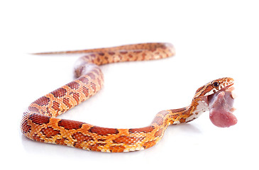 Image showing eating corn snake