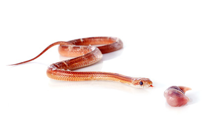 Image showing eating corn snake