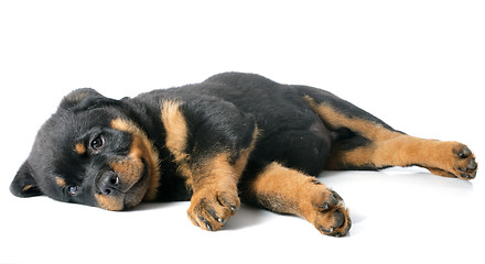 Image showing puppy rottweiler