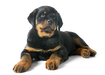 Image showing puppy rottweiler