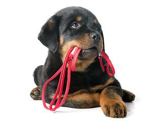 Image showing rottweiler and leash