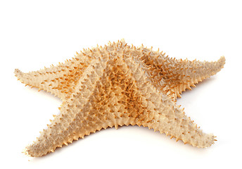 Image showing starfish