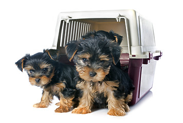 Image showing puppies yorkshire terrier