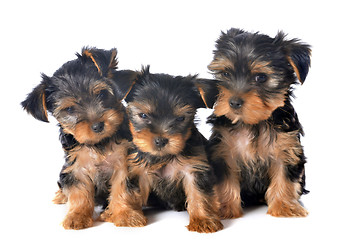 Image showing puppies yorkshire terrier