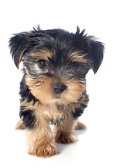 Image showing puppy yorkshire terrier