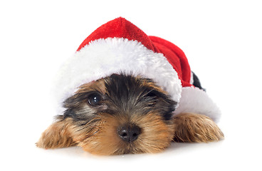 Image showing puppy yorkshire terrier