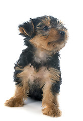 Image showing puppy yorkshire terrier