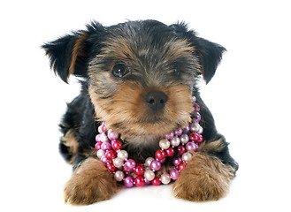 Image showing puppy yorkshire terrier