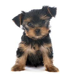 Image showing puppy yorkshire terrier