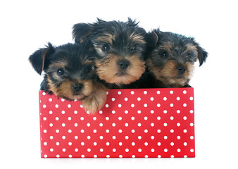 Image showing puppies yorkshire terrier