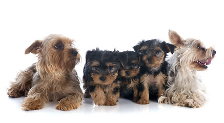 Image showing family yorkshire terrier