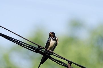 Image showing Bird on wire