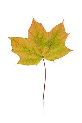 Image showing autumn leaves