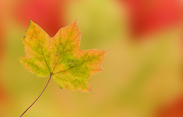 Image showing autumn leaves