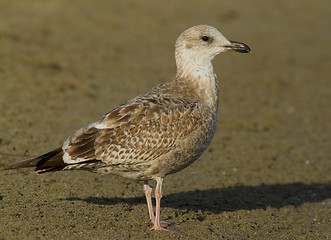 Image showing Herring gull