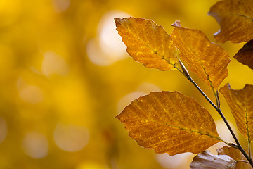 Image showing autumn leaves