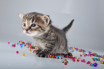 Image showing little kitten with small metal jingle bells beads