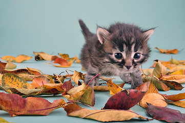 Image showing small 20 days old  kitten in autumn leaves