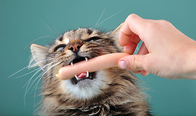 Image showing child feeding a cat with a frankfurter sausage