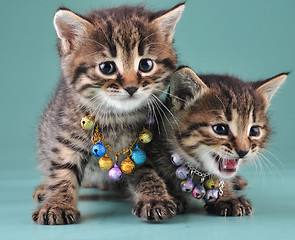 Image showing little kittens with small metal jingle bells beads