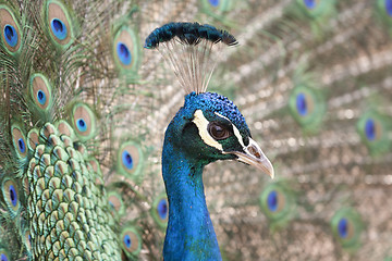 Image showing peacock