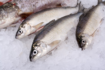Image showing fishes