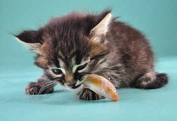 Image showing small kitten eats a fish