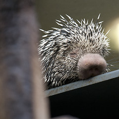 Image showing porcupine