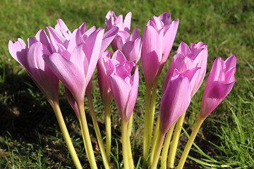 Image showing Colchicum autumnale