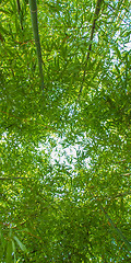 Image showing Bamboo plants - panorama