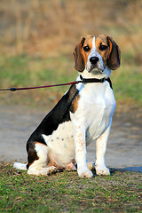 Image showing Tri-colored beagle puppy