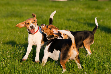 Image showing Beagle dogs