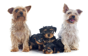 Image showing family yorkshire terrier