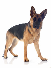 Image showing german shepherd